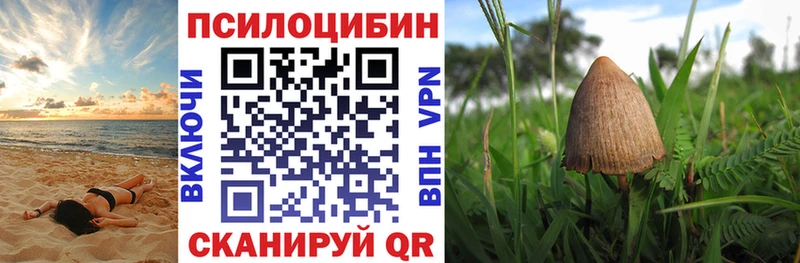 Купить  Каменногорск  Галлюциногенные грибы Cubensis 